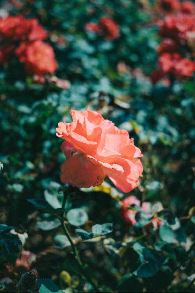 Pexels minasenishino 29482669